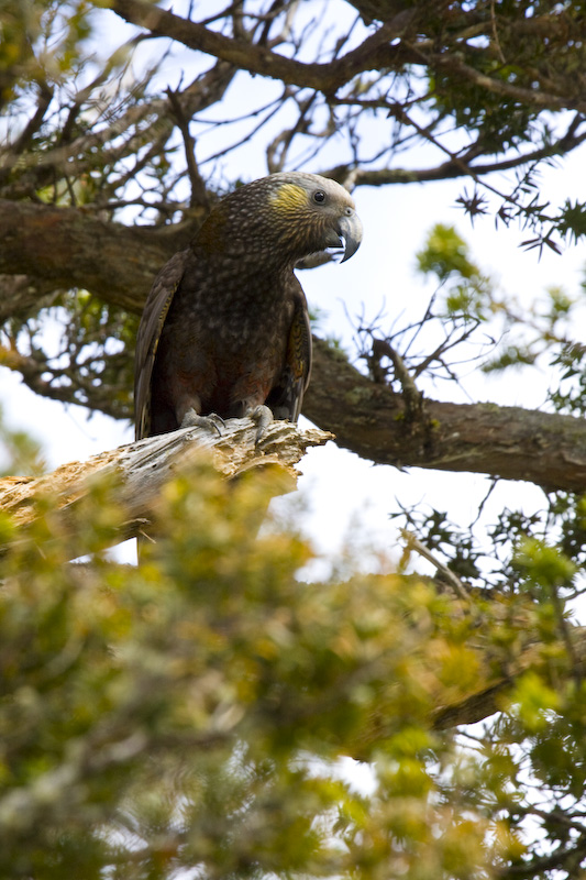 Kaka In Tree